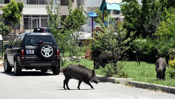 Bodrum'da aç kalan domuz sürüsü ilçe merkezine indi-2