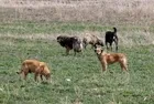 İçişleri'nden Halfeti'deki köpek saldırısına inceleme: Müfettiş görevlendirildi