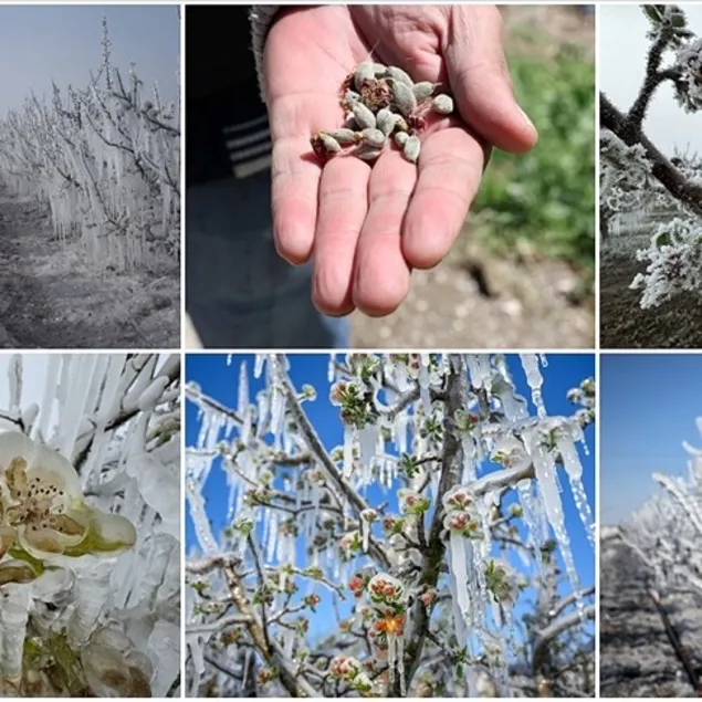 Zirai donun hasarı 21 milyar lira
