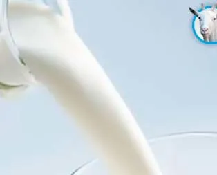 Keçi sütünde yok yok