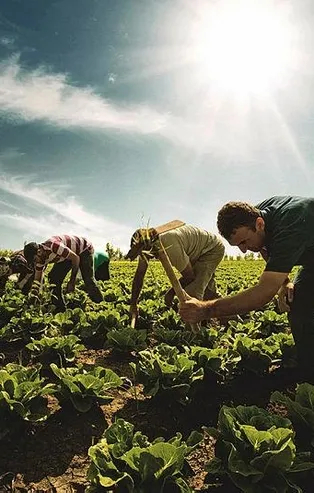 Çiftçilere dopdolu güvence: Tarım sigortasına 2.1 milyon adetlik rekor başvuru