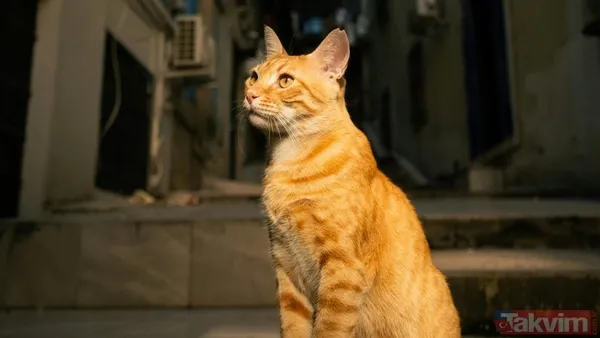 Türkiye sandınız ama değil! 74 milyonla dünyanın en çok kedi besleyen ülkesi açıklandı - 10