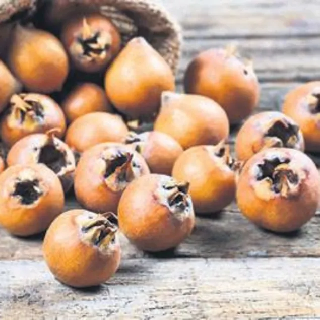 Muşmula rahatlatır