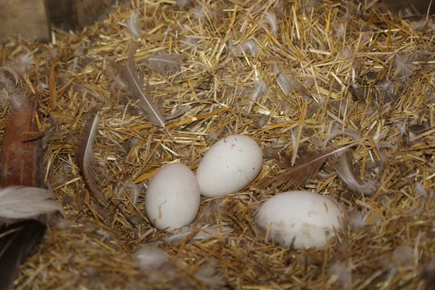 Akkuş'ta "kaz çiftliği" kurdu siparişlere yetişemiyor-6