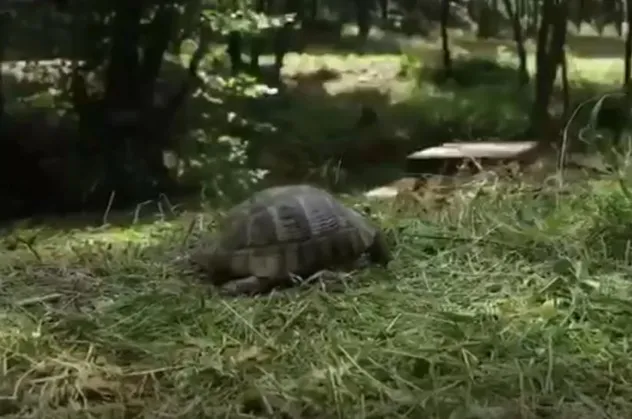 İBB Başkanı Ekrem İmamoğlu'nun kent ormanı yalanını ortaya çıkaran kaplumbağa detayı