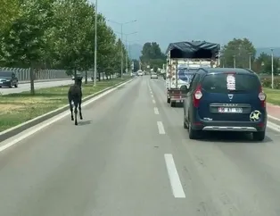 Başıboş at trafiği karıştırdı