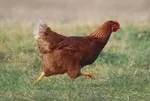 Bahçeme tavuk girdi kavgası | Akrabalarına kurşun yağdırdı: 2 ölü, 1 yaralı