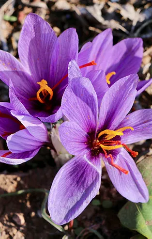 Safran yetiştiriciliği nasıl yapılır? Safran yetiştiriciliği karlı mı? Devlet teşviki var mı? Safran yetiştiriciliğinin maliyeti ne kadar?