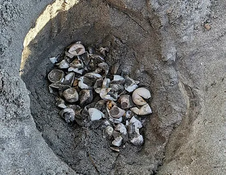 Son dakika: Marmara Denizi'nde ilk kez caretta carettalar görüldü-7