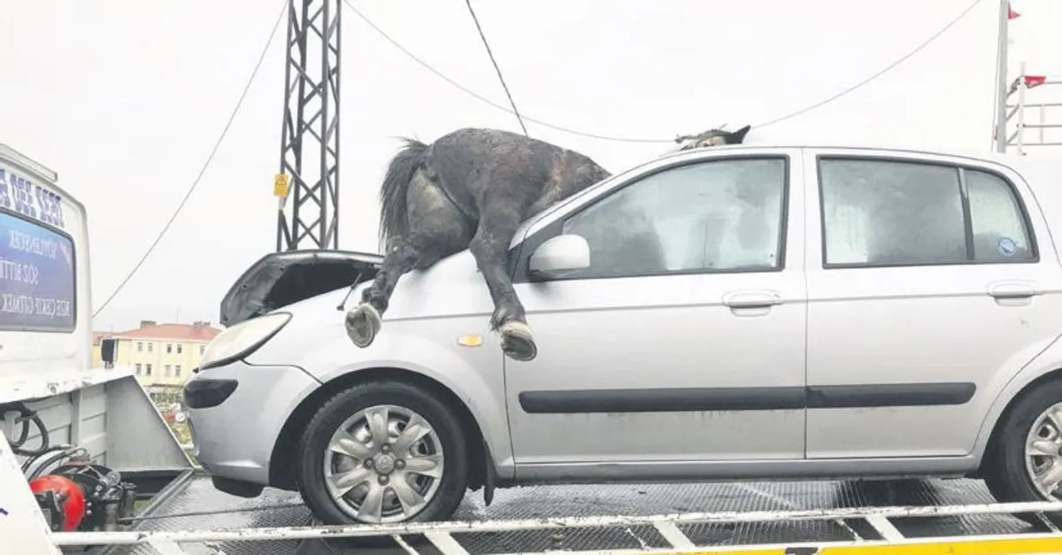 korkunc kaza at on camdan girdi takvim