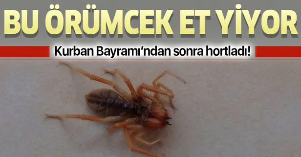 Kahramanmaraş’ta bulundu! Bu örümcek et yiyor!