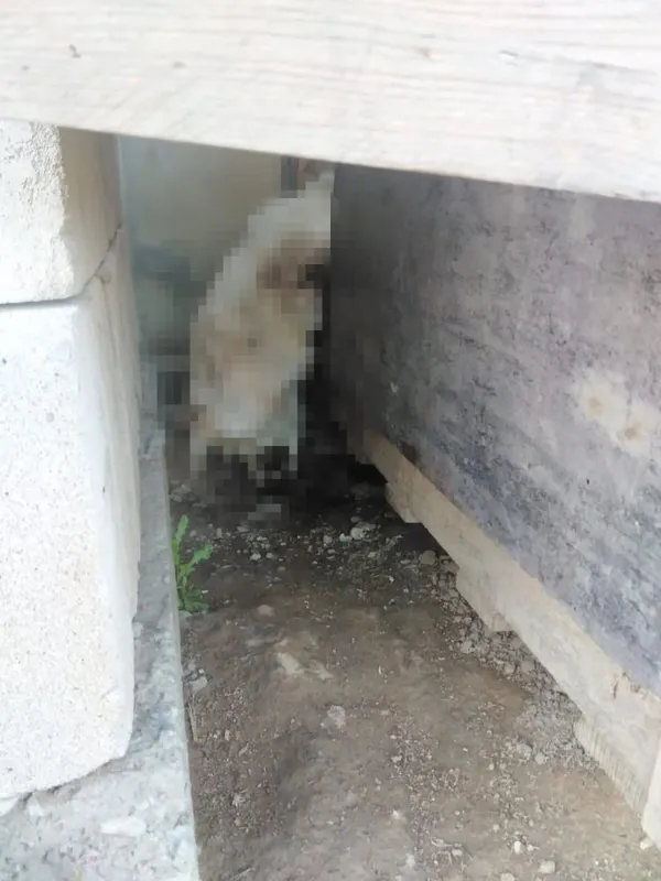 ciftlikte-dehset-sactilar-2-kopegi-tufekle-katledip-2sini-de-zehirlediler-1662708159816.jpg Çiftlikte dehşet saçtılar: 2 köpeği tüfekle katledip, 2’sini de zehirlediler-4