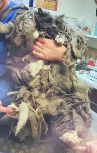 Barınağa bırakılan kedinin değişimi duygulandırdı