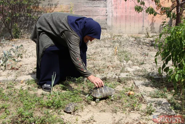15 yıldır bakıyor! 70 yaşındaki Zekiye Artut 3 kaplumbağa sahibi - 9