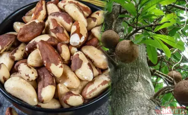 Hem kelliğin merhemi hem de beynin! Cinsel güce güç katıyor beyni tıkır tıkır gibi çalıştırırken saçları da yele gibi yapıyor yok yok! - 3