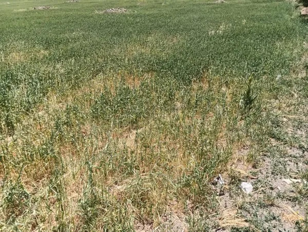 kars-kagizmanda-miras-tarla-nedeniyle-iki-kardes-bir-avukat-ve-bir-jandarma-astsubay-hayatini-kaybetti-1623399901811.jpg Kars Kağızman'da miras tarla nedeniyle iki kardeş bir avukat ve bir jandarma astsubay hayatını kaybetti-6