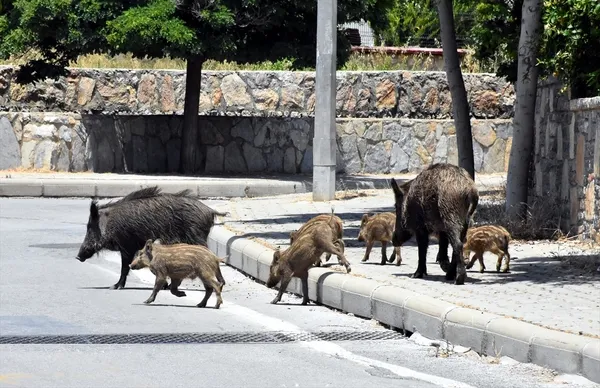 Bodrum'da aç kalan domuz sürüsü ilçe merkezine indi-6