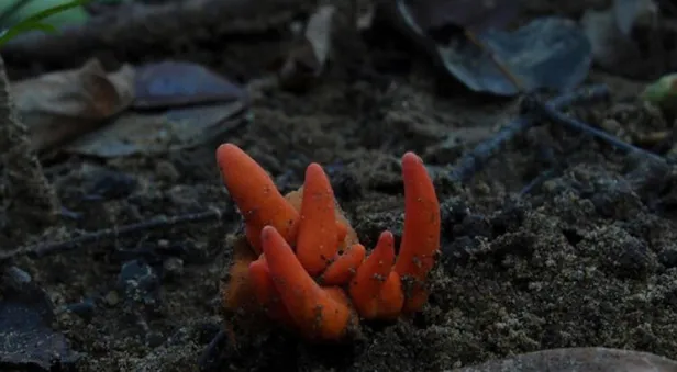 Dünyanın en tehlikeli mantarı! Dokunmak bile yetiyor... - 1