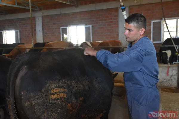 Devlet teşvikiyle 20 büyükbaş alarak çiftlik kurdu üretimi 2 yılda 10 katına çıkardı - 12