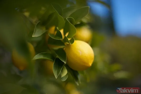 Her şey 2 bin 500 yıl önce başladı kimse böylesini beklemiyordu! Her derdin devası o hastalığı bile tarihten sildi - 43