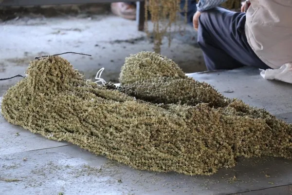 kilosu-800-850-lira-amasya-tasovada-cicek-bamyasi-dugunlerde-gram-altin-yerine-takiliyor-1657001995914.jpg Kilosu 800-850 lira! Amasya Taşova'da çiçek bamyası düğünlerde gram altın yerine takılıyor-7