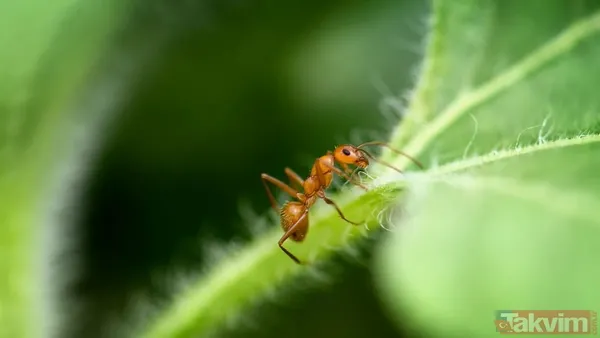 Bir ısırıkta gelen ölüm! Dünyanın en tehlikeli 10 böceği açıklandı - 5