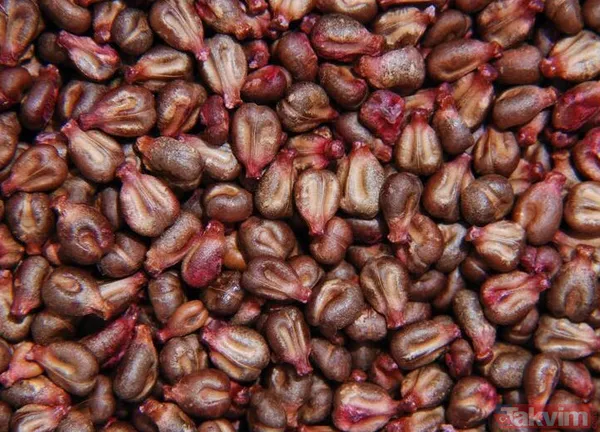 Hayat kurtarıyor ama çöpe atıyoruz dünyadan haberimiz yok! Ne yapın edin üzüm çekirdeğini sakın ama sakın çöpe atmayın - 10