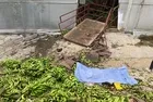 Antalya'da feci olay! Muz serasında raylı sistemin halatı koptu: Ortalık savaş alanına döndü | 2 ölü 2 yaralı