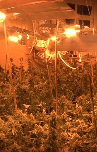 Son dakika: İstanbul'da uyuşturucu operasyonu! Tam 1 milyon lira değerinde!