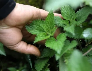 Ağrı kesici ısırgan otu