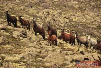 Afyonkarahisar’da ortaya çıkan yılkı atları doğa fotoğrafçısı tarafından görüntülendi