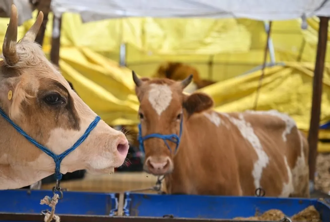 Kurban kesimi tebliği Resmi Gazete’de