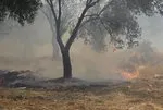 Balıkesir’in iki ilçesinde yangın! Ekipler havadan ve karadan müdahale ediyor