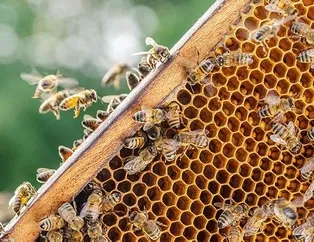 Kemiklere bal gücü