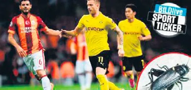 TT Arena’da çekirge krizi!