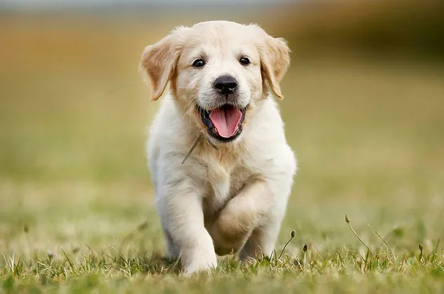 Rüyada çoban köpeği görmek ne anlama gelir? Rüyada köpek görmek ne anlama gelir?