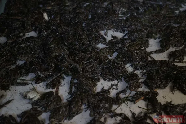 Günlük 900 lira kazanıyorlar! Türkiye'nin birçok ilinden toplanan kurbağalar Avrupa'ya ihraç ediliyor - 36