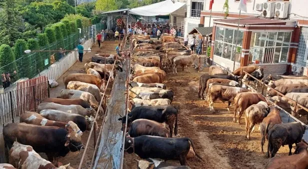 kurban-kesim-bedelleri-2023-diyanet-vekaletle-1684762000857.jpeg KURBAN KESİM BEDELLERİ 2023! Diyanet Kurbanlık fiyatları ne kadar, kaç TL oldu? Büyükbaş, küçükbaş: Koyun, keçi, sığır, kuzu...-4