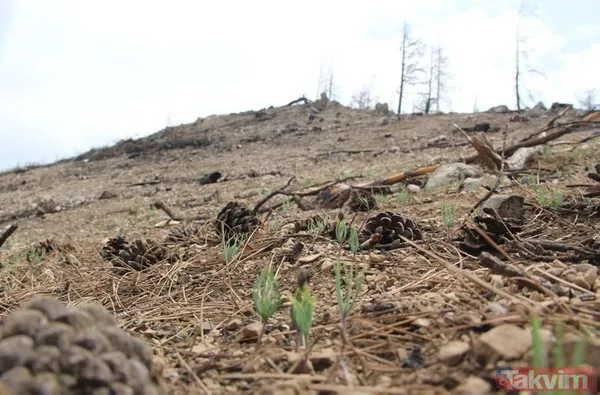 Adana Kozan'da geçtiğimiz yıl yanan 280 futbol sahası büyüklüğündeki alan 5 ay sonra yemyeşil - 1