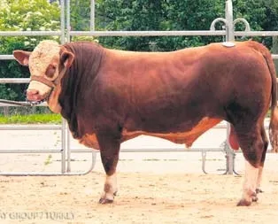 ’Limuzin’ler geliyor