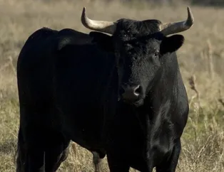 Eğer bunu bir yerde bulursanız... 100 gramıyla dünyayı satın alıyor