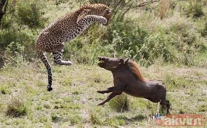 Hamile leopardan avını yakalamak için akıllara zarar taktik! Görenler şoke oldu...