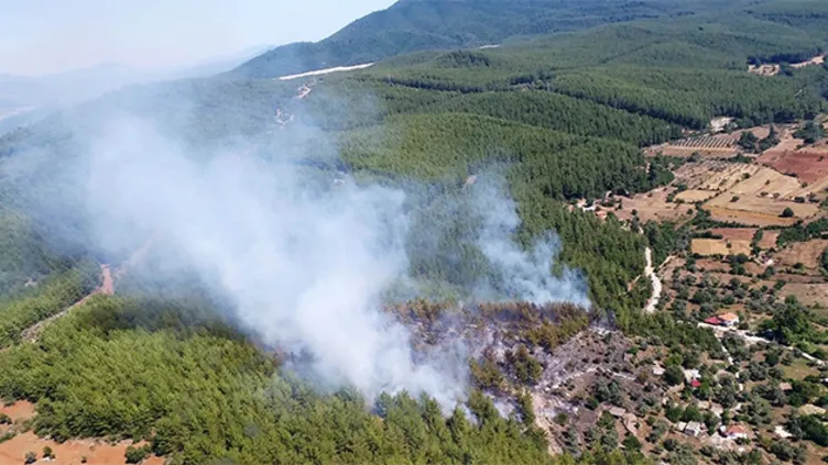 Muğla Milas'ta orman yangını!