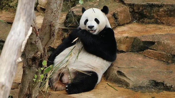 japonyada-erkek-zannedilen-panda-yavrusu-disi-cikti-1608890704516.jpg Japonya'da erkek zannedilen panda yavrusu dişi çıktı-7