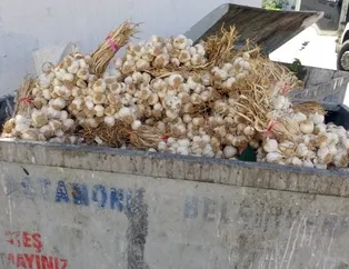 Kilolarca ’beyaz altın’ çöpe atıldı