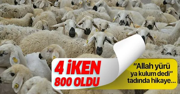 4 koyundan 800’e çıktı
