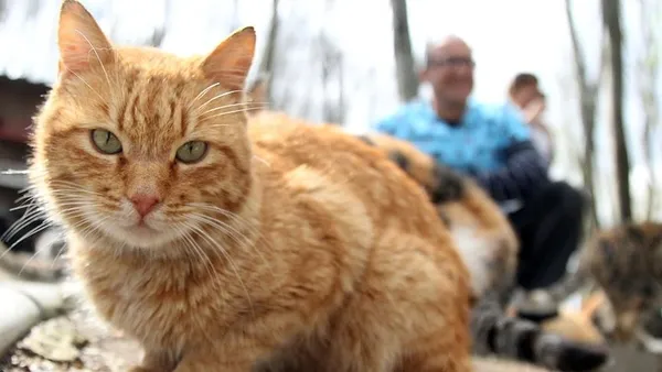 21-aralik-oncesinde-mugla-marmariste-sokak-kedilerinin-ortadan-kaybolmasi-satanizm-iddialarini-gundeme-getirdi-1608366469788.jpg 21 Aralık öncesinde Muğla Marmaris'te sokak kedilerinin ortadan kaybolması satanizm iddialarını gündeme getirdi-11