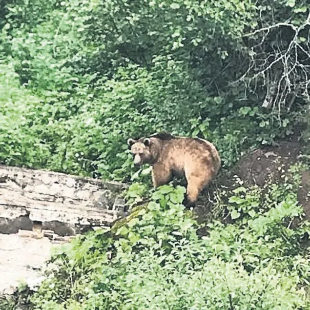 ‘Gözleri Karadeniz’ setine ayı girdi!