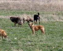 4 bakanlık harekete geçti! Başıboş köpek sorunu nasıl çözülecek? İşte madde madde yasa teklifi