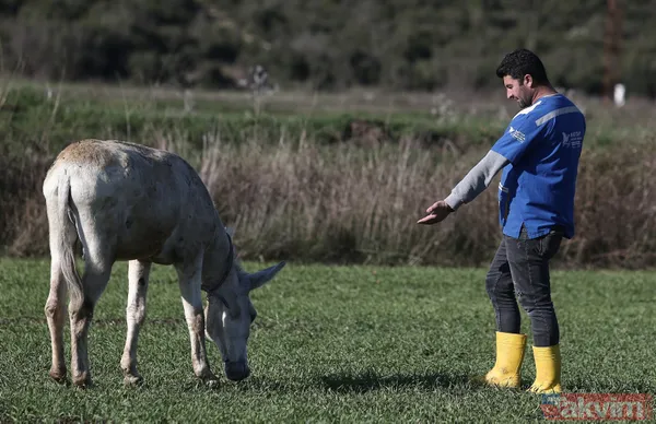 Yıllarca Mardin'de çöp topladı! 'Dost' artık emekli oldu - 7